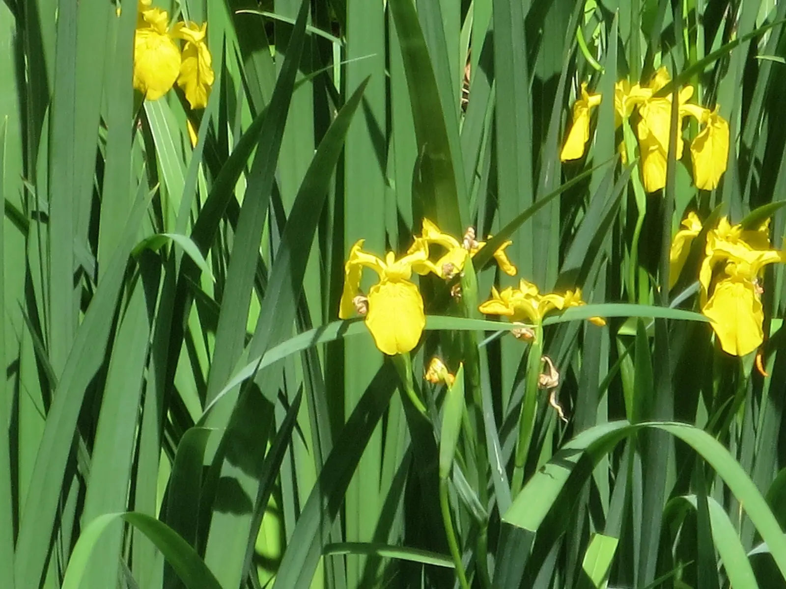 Yellow Flag Iris (Iris Pseudacorus) — Iris pseudacorus thrives in USDA Hardiness Zones 4 through 9 and is ideal for planting along pond margins; or, image 117