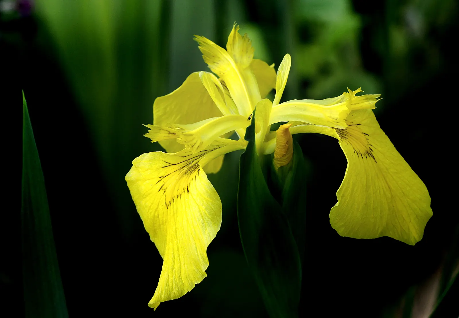 Yellow Flag Iris (Iris Pseudacorus) — perennial for full or half; making it not only a visual asset but also a contributor to environmental health, image 100