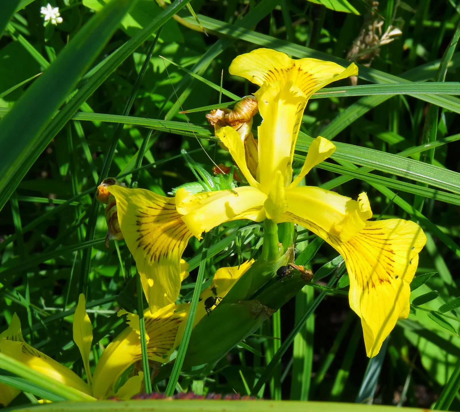 Yellow Flag Iris (Iris Pseudacorus) — making it not only a visual asset but also a contributor to environmental health; the Yellow Flag Iris (Iris, image 122