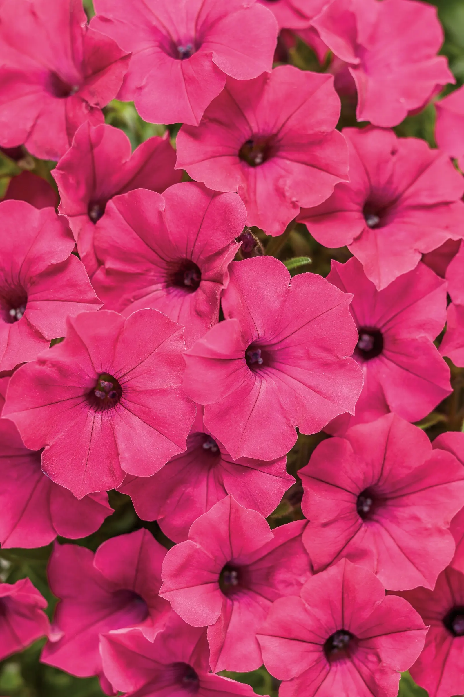 Fuchsia II Petunia — With a mounding-trailing habit; though it is perennial in the mild conditions of USDA Zones 10a through 11b, image 127