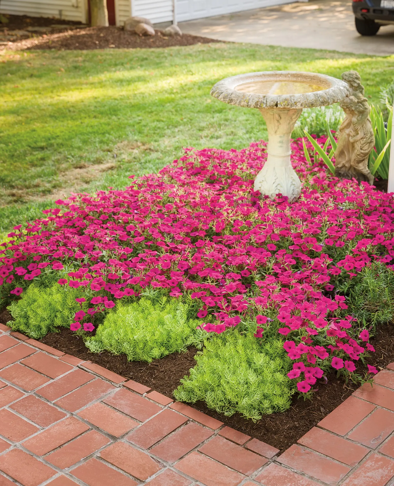 Fuchsia II Petunia — self-cleaning performance