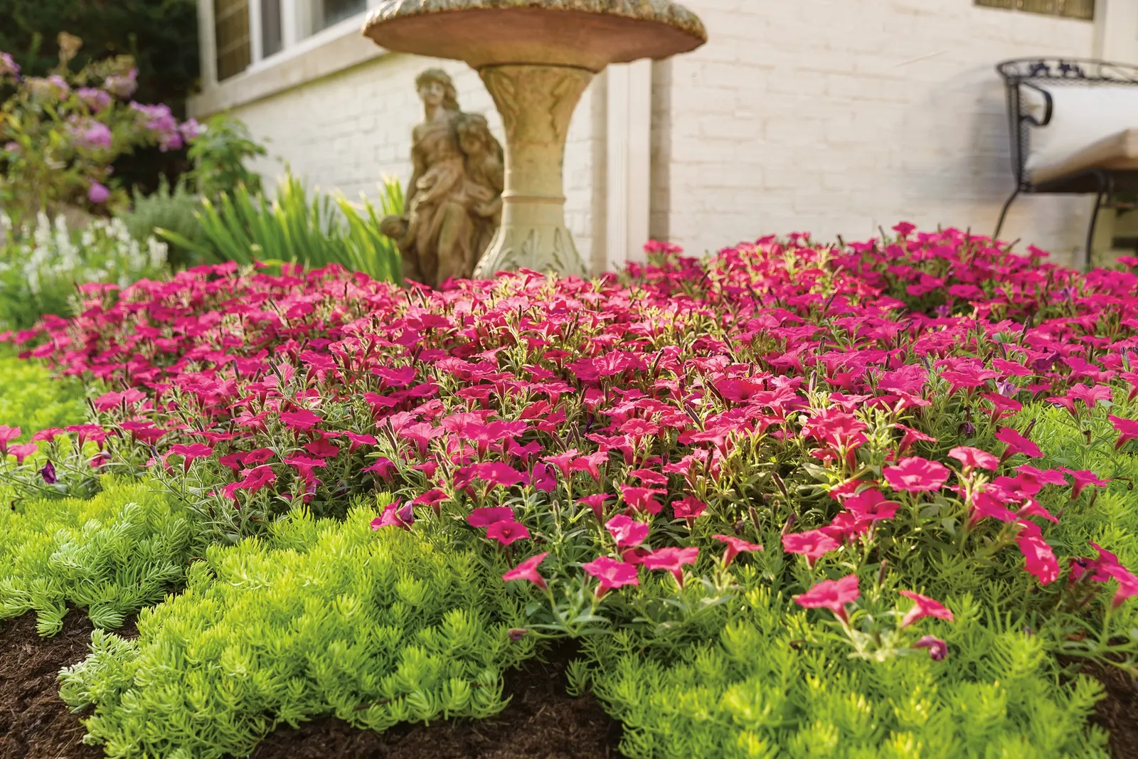 Fuchsia II Petunia — grown for its saturated fuchsia-pink flowers and lush
