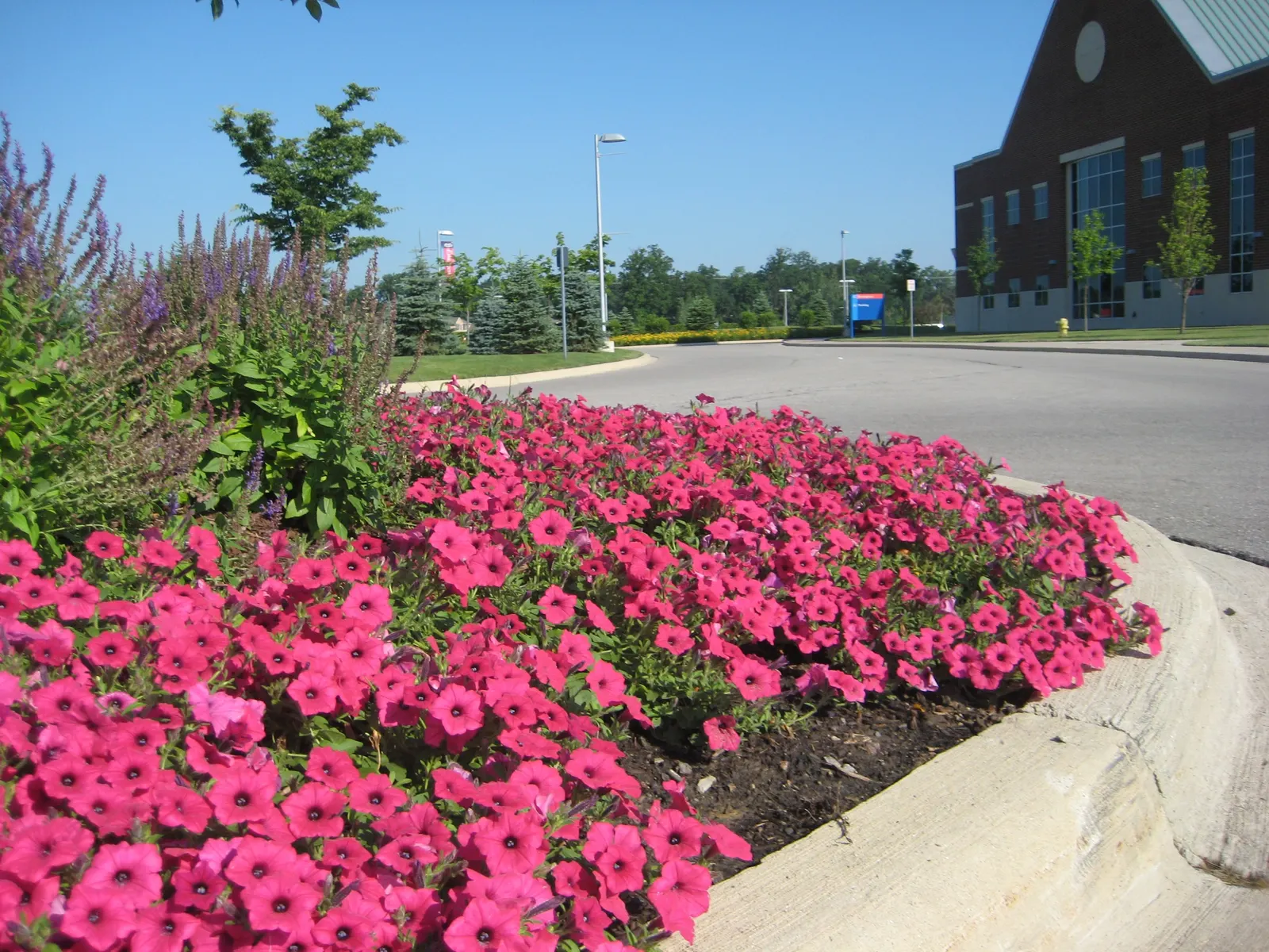 Fuchsia II Petunia — Containers benefit from more regular feeding, especially in long summer seasons; softening edges with cascading stems while maintaining a
