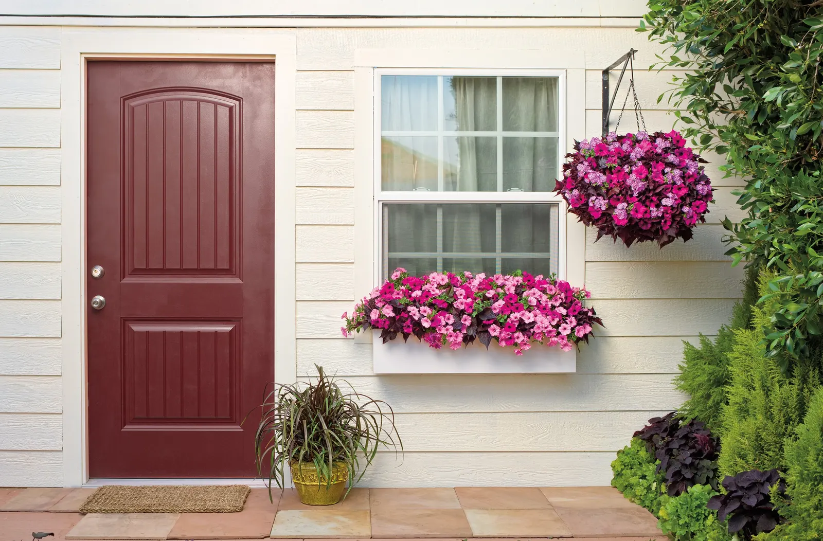 Mahogany™ Ornamental Sweet Potato Vine (Ipomoea batatas) — heart-shaped foliage grown for rich summer color
