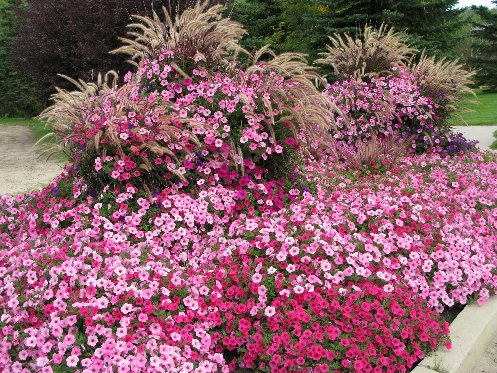 Fuchsia II Petunia — and its no-deadheading nature makes it especially valuable for high-impact; and in well-fed containers or baskets it may trail