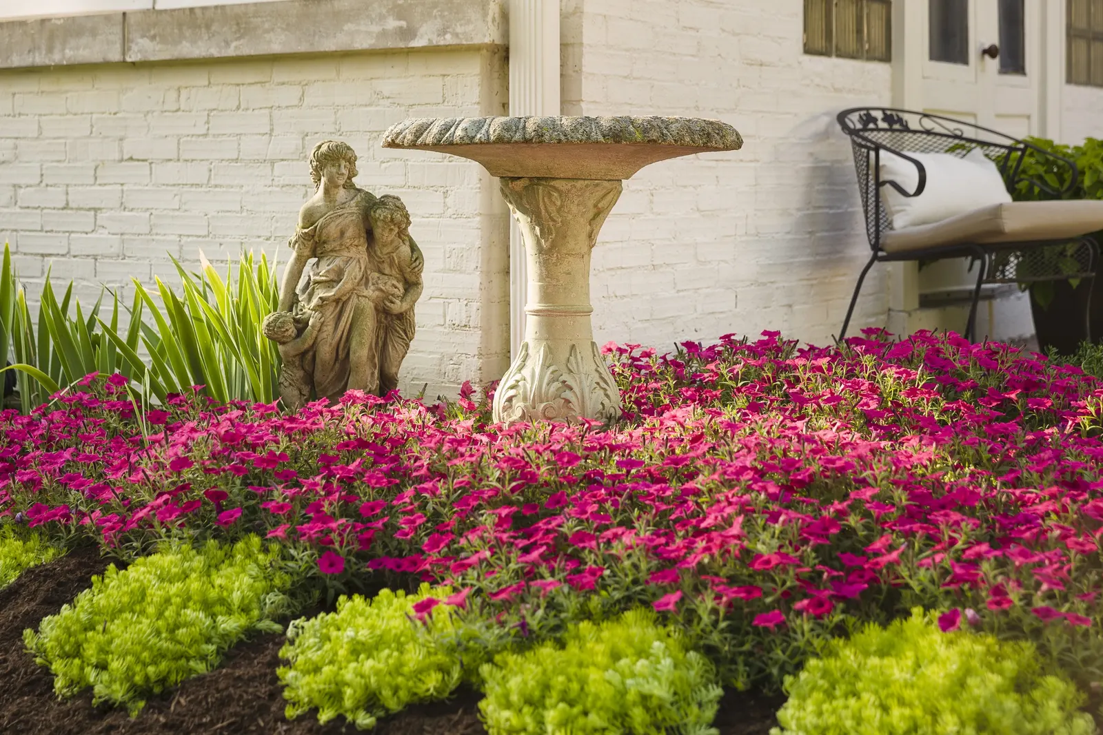 Fuchsia II Petunia — It attracts butterflies and hummingbirds