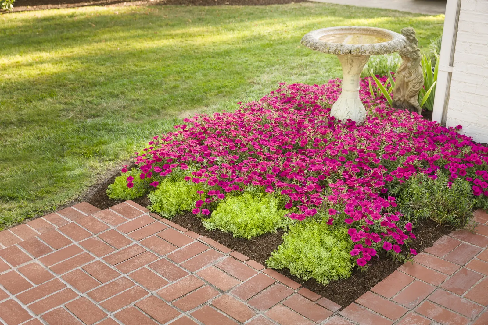 Lemon Coral® Sedum (Sedum mexicanum) — is wonderful in landscapes and is an outstanding container plant; but Lemon Coral sedum is actually quite, image 26