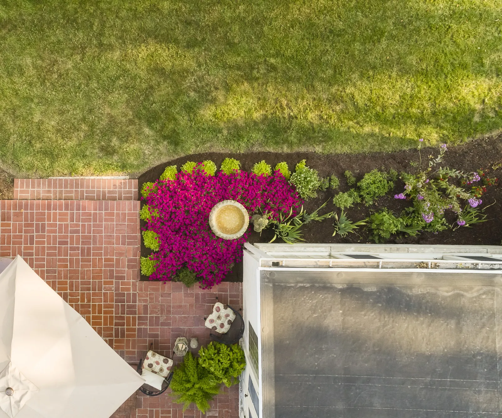 Fuchsia II Petunia — It is grown as an annual in most climates