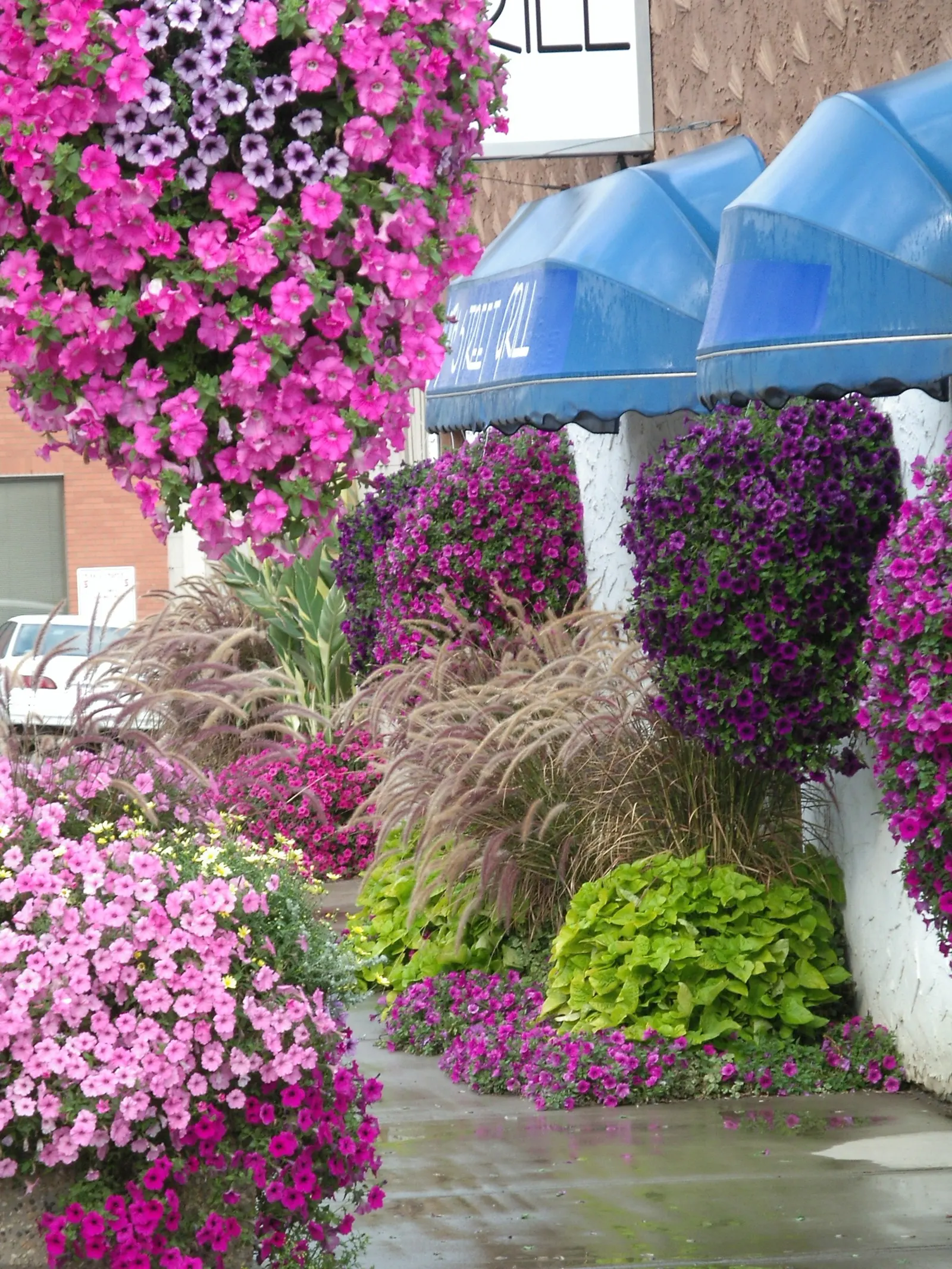 Bubblegum® II Petunia — The improved Supertunia Vista Bubblegum II petunia is everything you’ve loved for decades about the original; but with, image 114