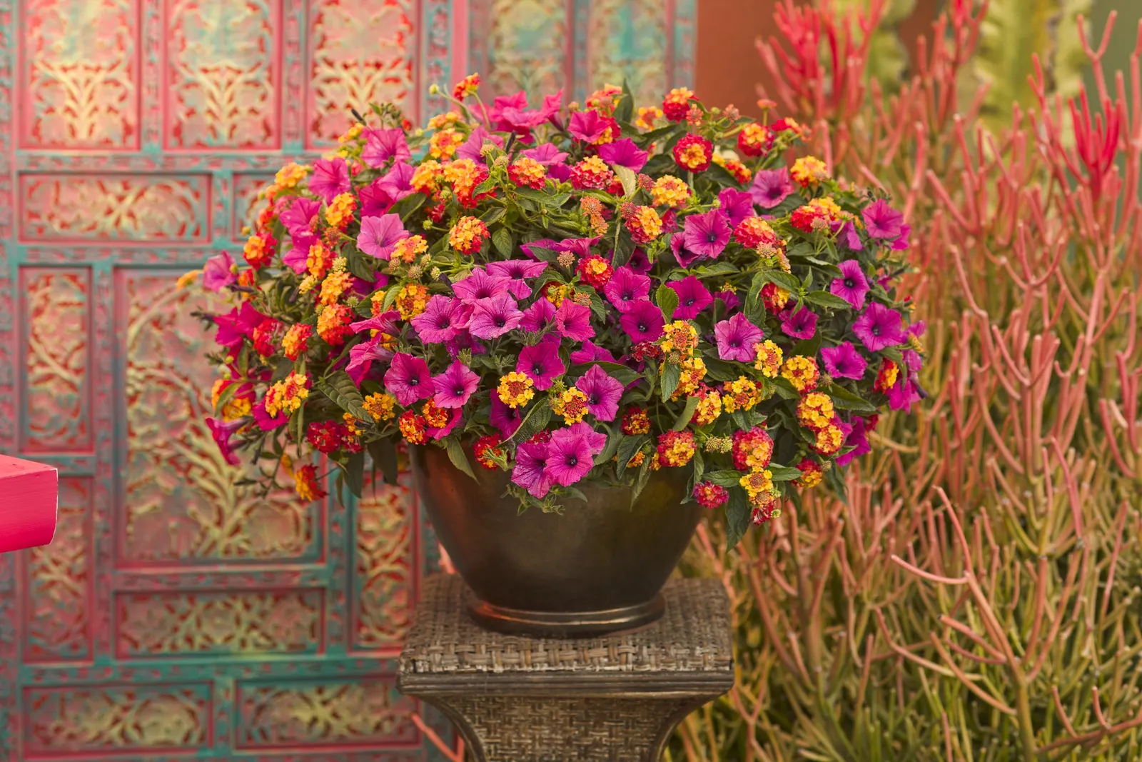 Fuchsia II Petunia — Its nectar-rich flowers also draw butterflies and hummingbirds, adding movement to the display; and its no-deadheading nature, image 86