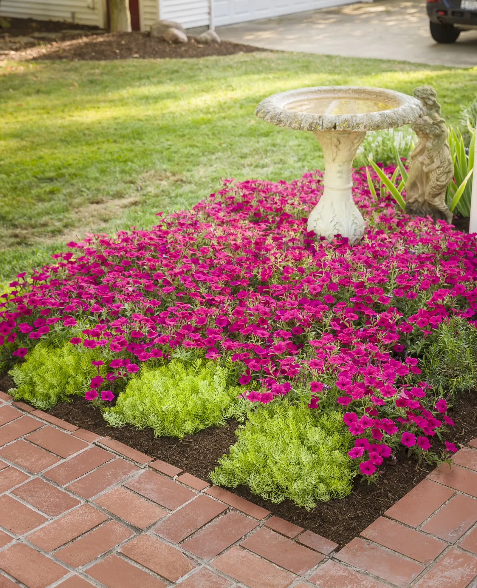 Fuchsia II Petunia — and in well-fed containers or baskets it may trail impressively over the rim as the season progresses