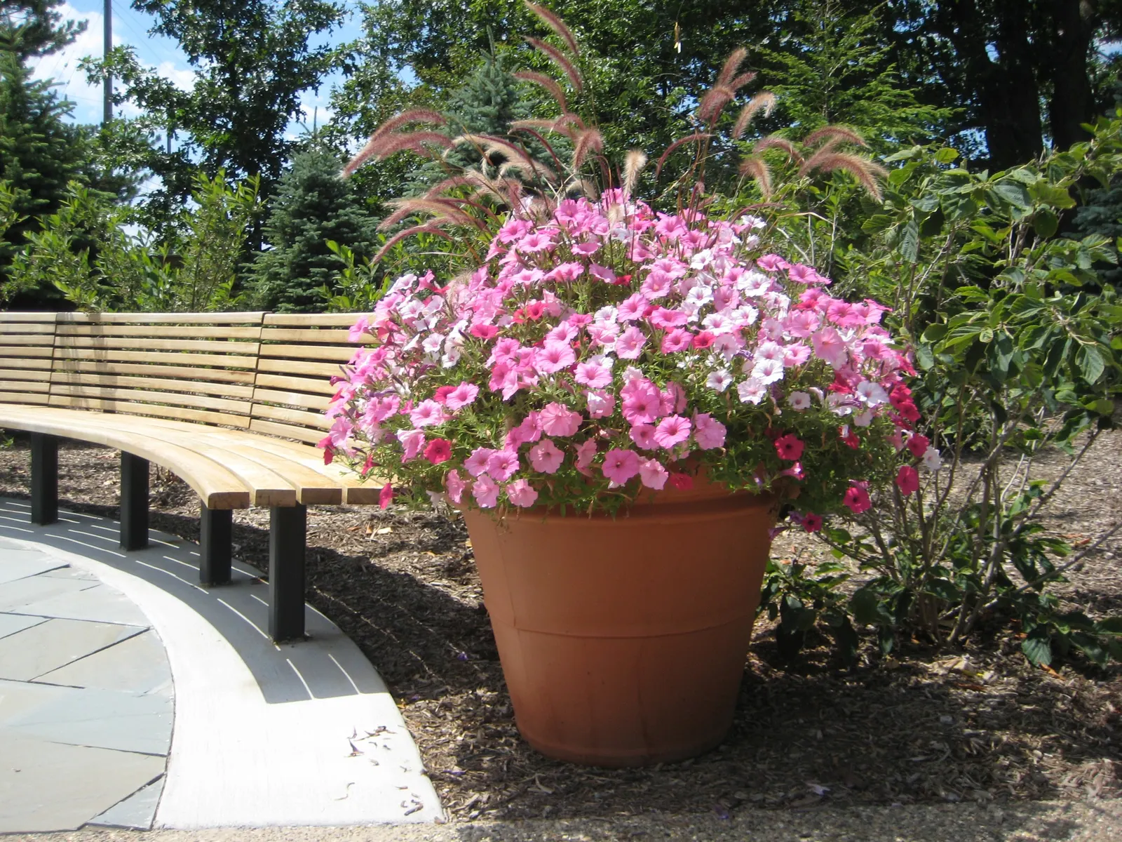 Bubblegum® II Petunia — Supertunias are heavy feeders, but a single dose is usually sufficient for landscape beds in most climates; your plant will, image 100