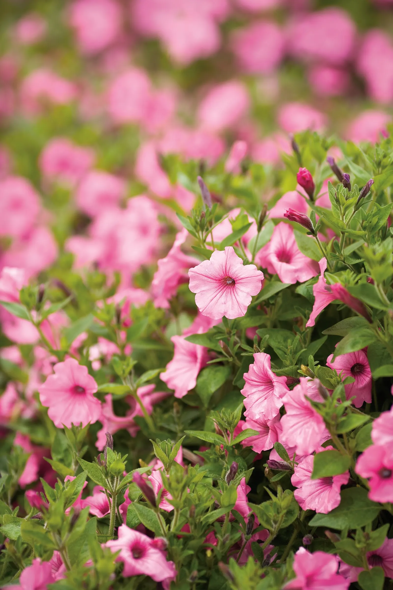 Fuchsia II Petunia — Fuchsia II reaches 12-24 inches tall and spreads 24-36 inches, often spilling over containers; hardy in USDA Zones 10a-11b
