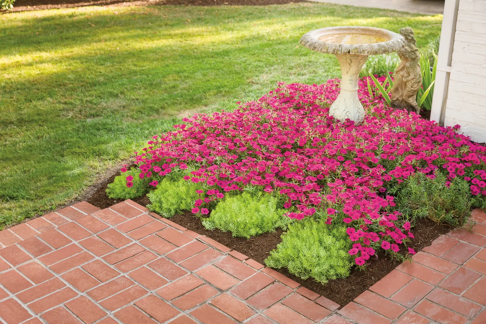 Lemon Coral® Sedum (Sedum mexicanum) — is wonderful in landscapes and is an outstanding container plant