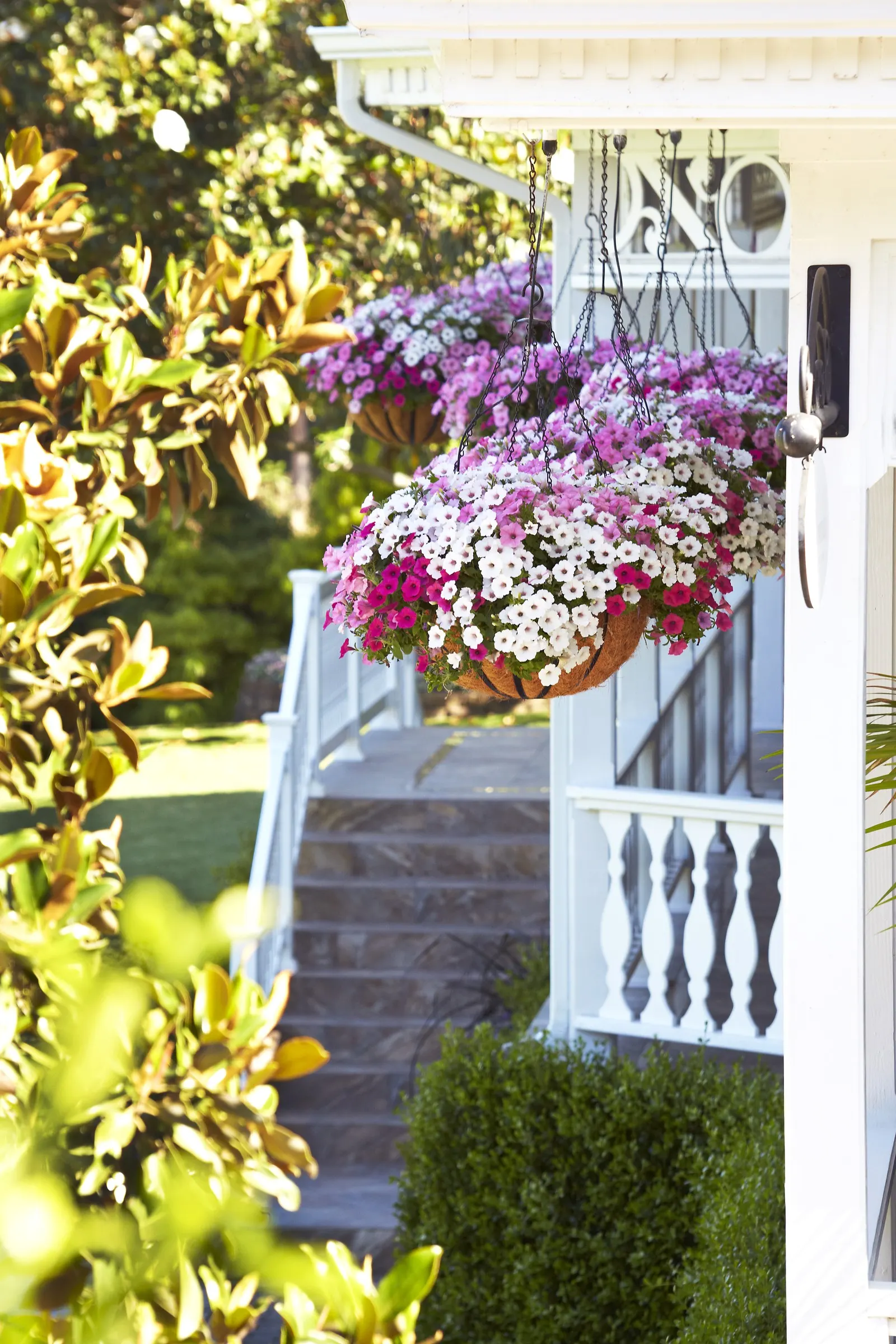 Bubblegum® II Petunia — It’s everything you’ve enjoyed about the original