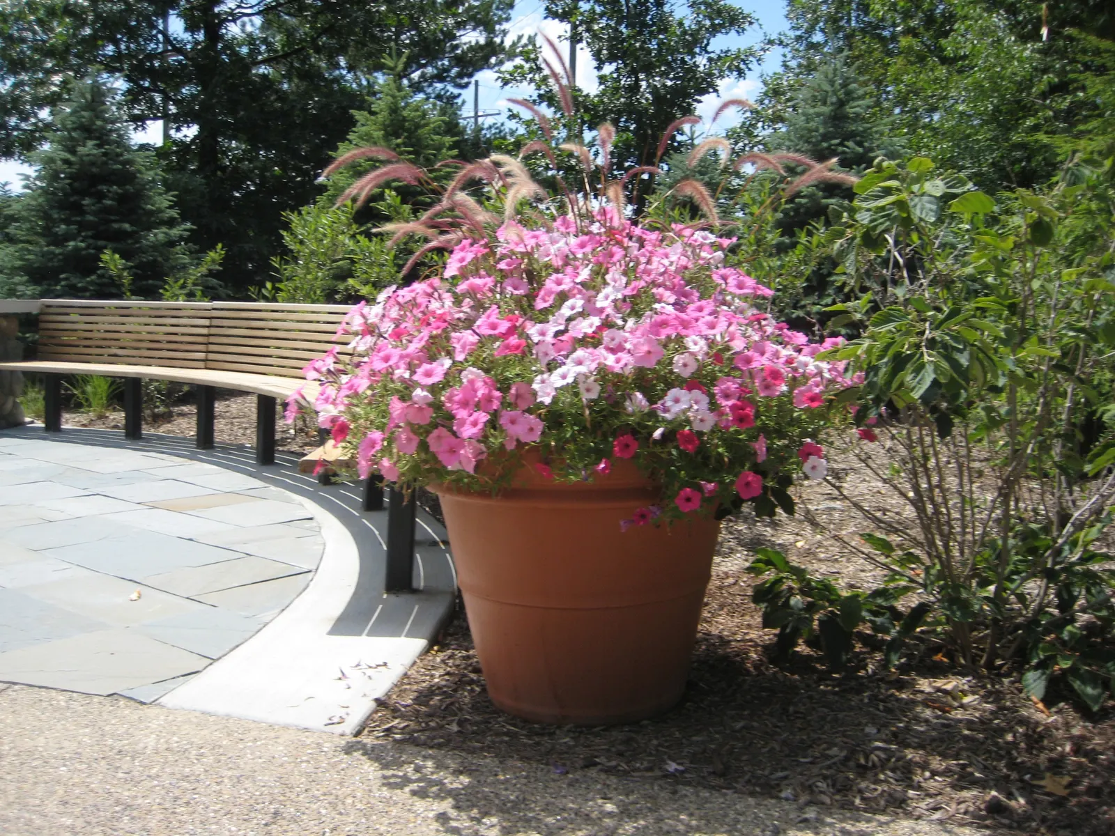 Bubblegum® II Petunia — This brighter pink version is Supertunia Vista Bubblegum II petunia; what hasn’t changed: its massive size and vigor, image 93
