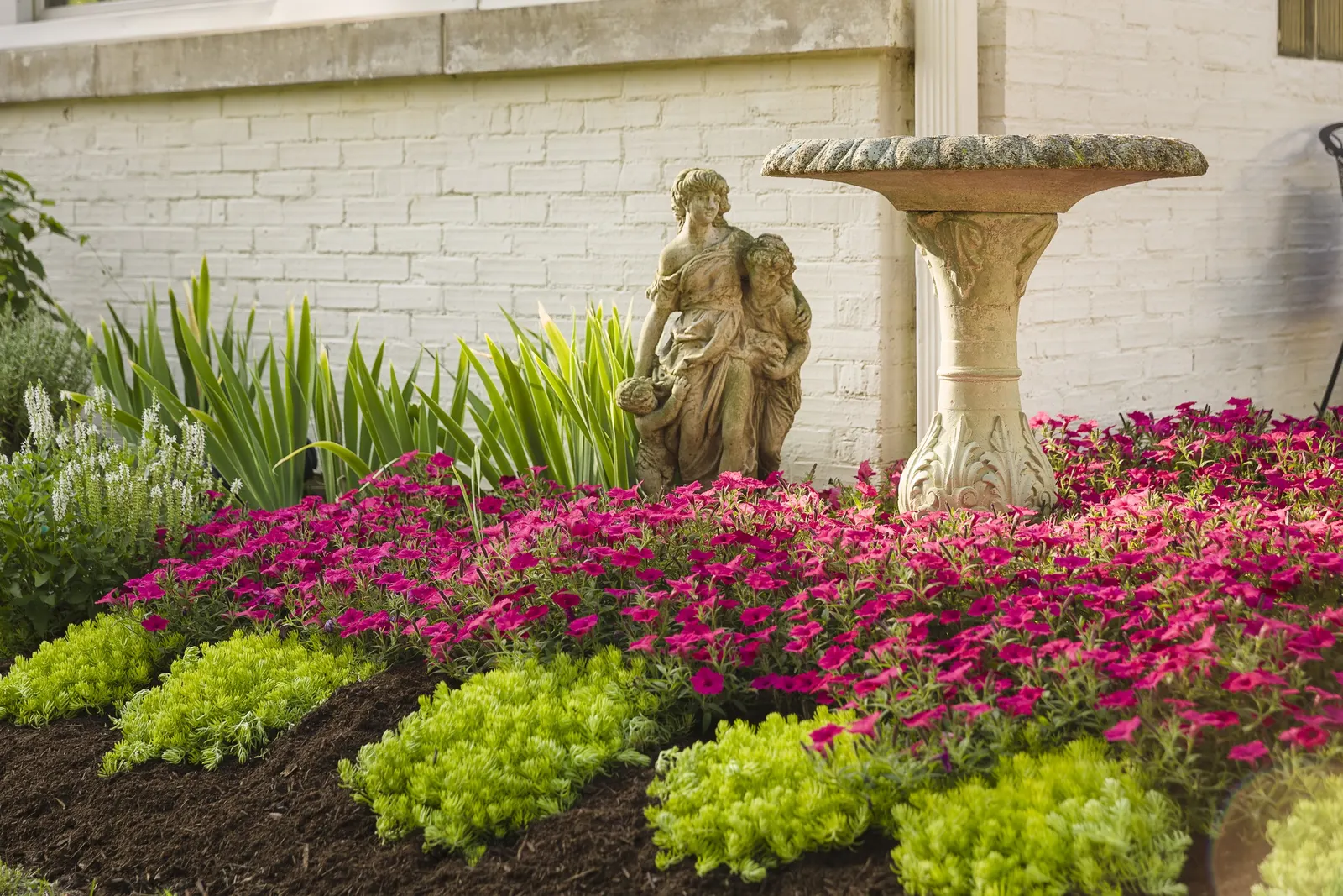 Fuchsia II Petunia — creating a vivid wash of color over fresh green foliage; its medium-sized blooms appear in generous waves from planting until hard frost