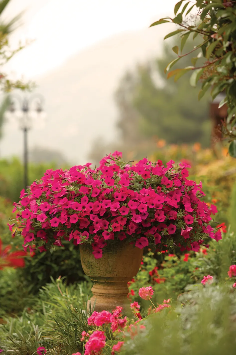 Fuchsia II Petunia — It attracts butterflies and hummingbirds; often with little intervention beyond watering and feeding, image 61