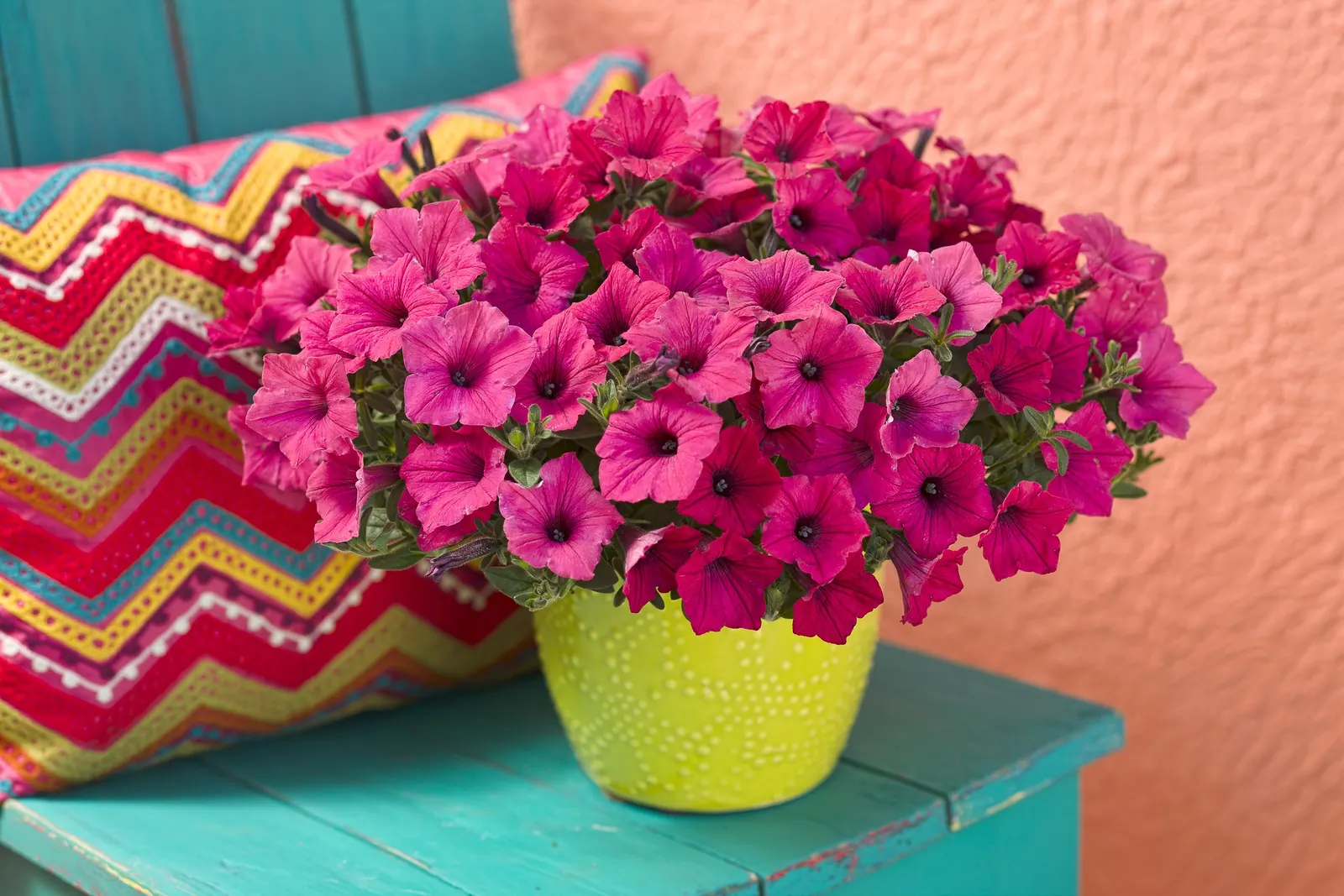 Fuchsia II Petunia — softening edges with cascading stems while maintaining a rounded; fuchsia II reaches 12-24 inches tall and spreads 24-36 inches, often