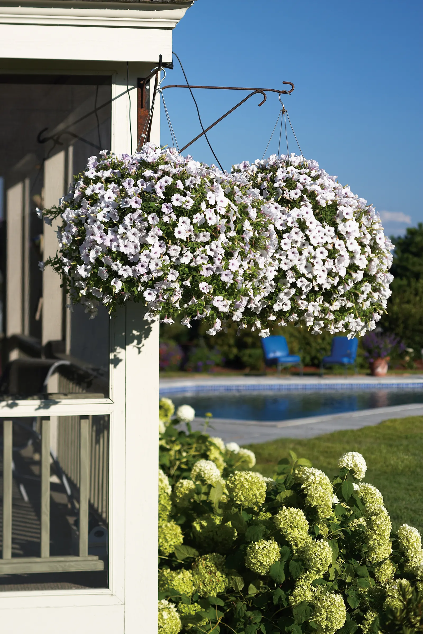 Silver Petunia — This applies to both landscape and container plantings