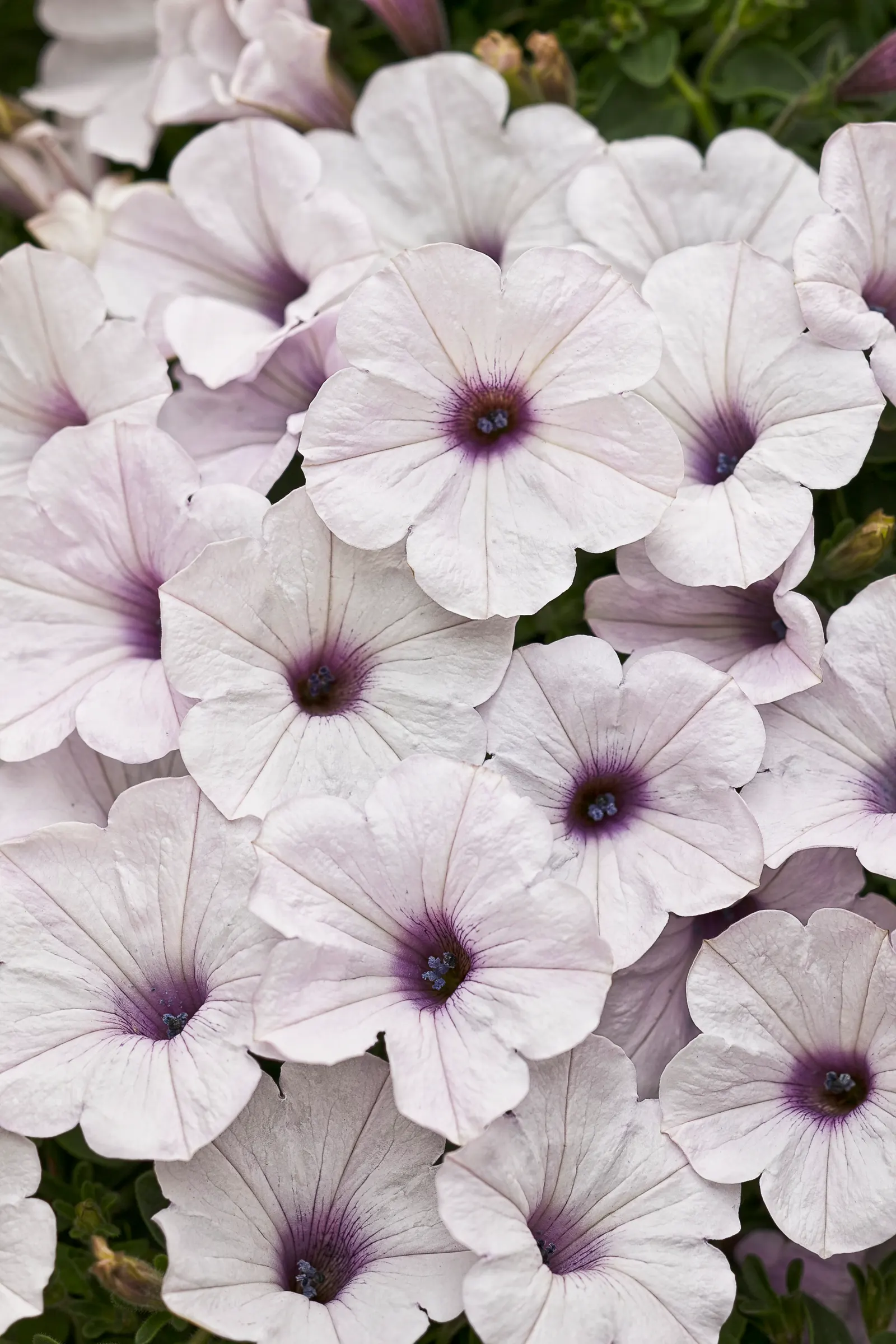 Silver Petunia — especially when used as petunias for hanging baskets
