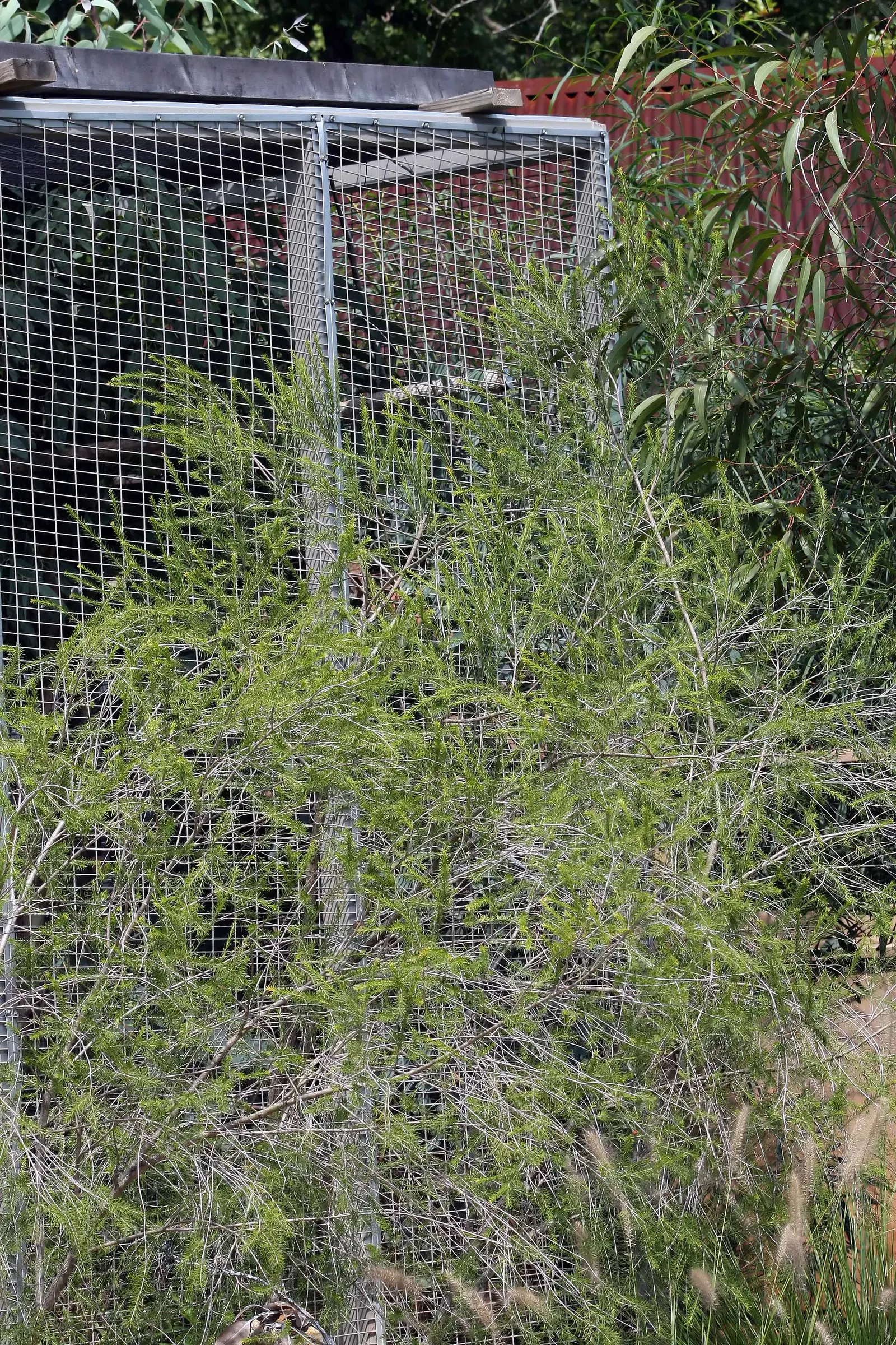 Bracelet Honey-Myrtle (Melaleuca Armillaris) — this evergreen is wind-tolerant and offers excellent privacy screening