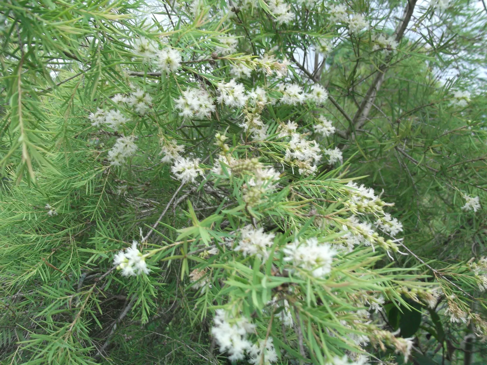 Bracelet Honey-Myrtle (Melaleuca Armillaris) — making it a versatile choice for coastal and inland gardens