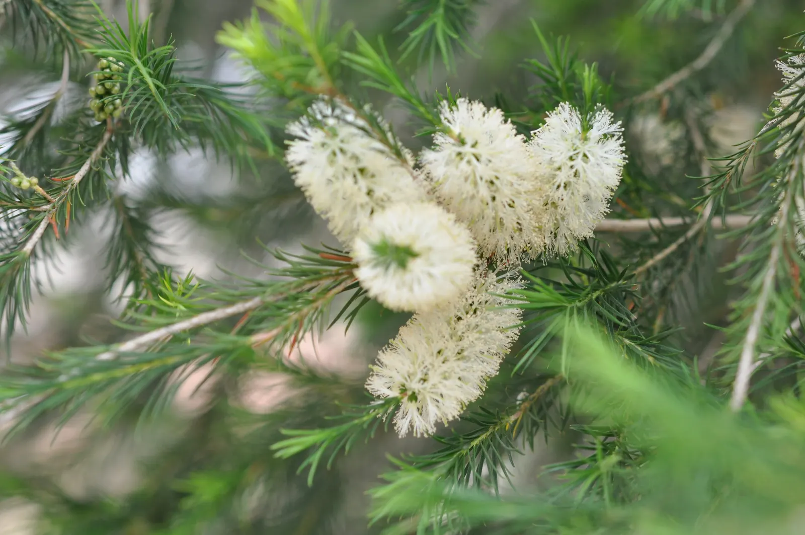 Bracelet Honey-Myrtle (Melaleuca Armillaris) — Its distinctive features include dense foliage