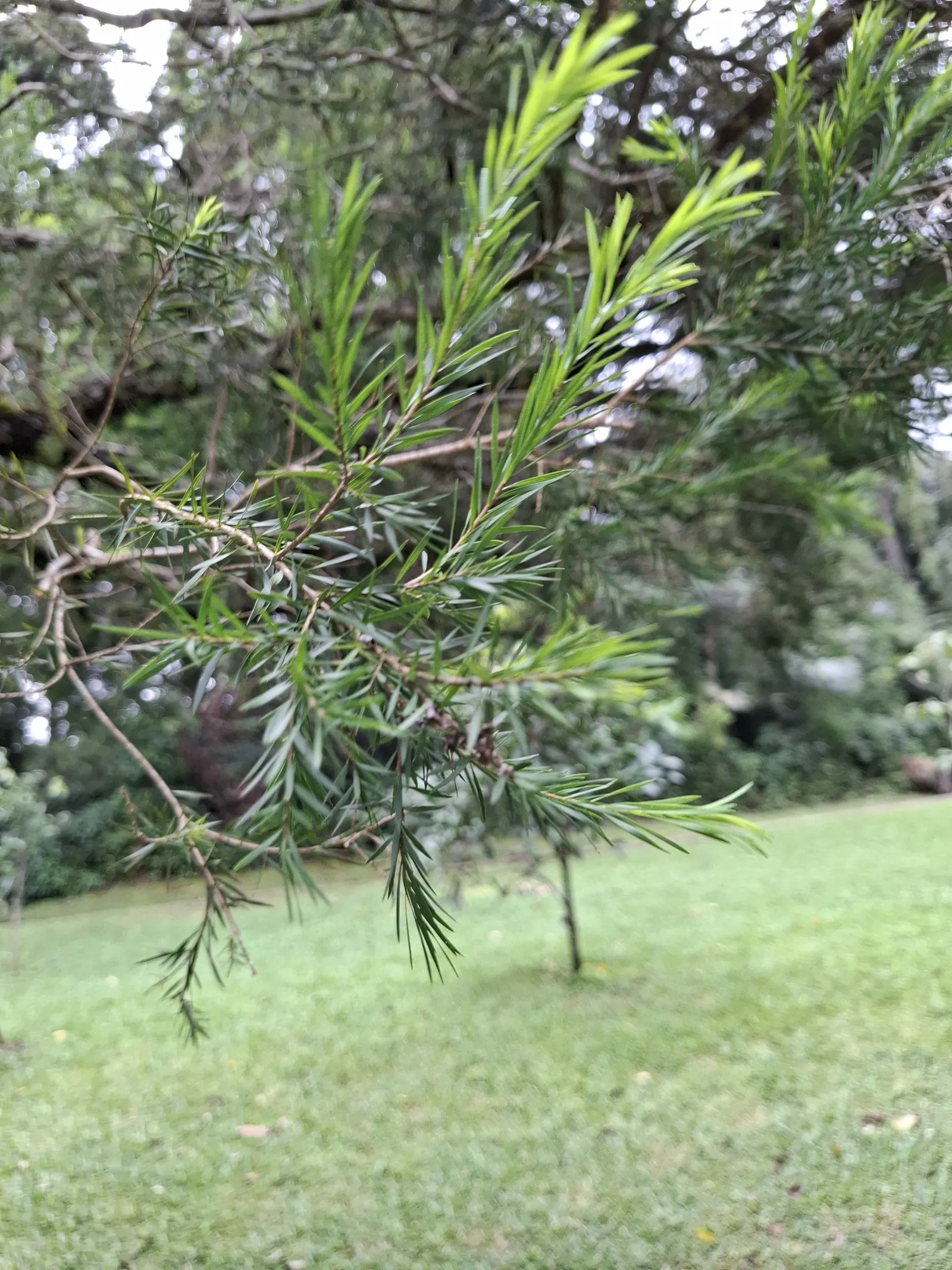 Bracelet Honey-Myrtle (Melaleuca Armillaris) — white flowers in the garden