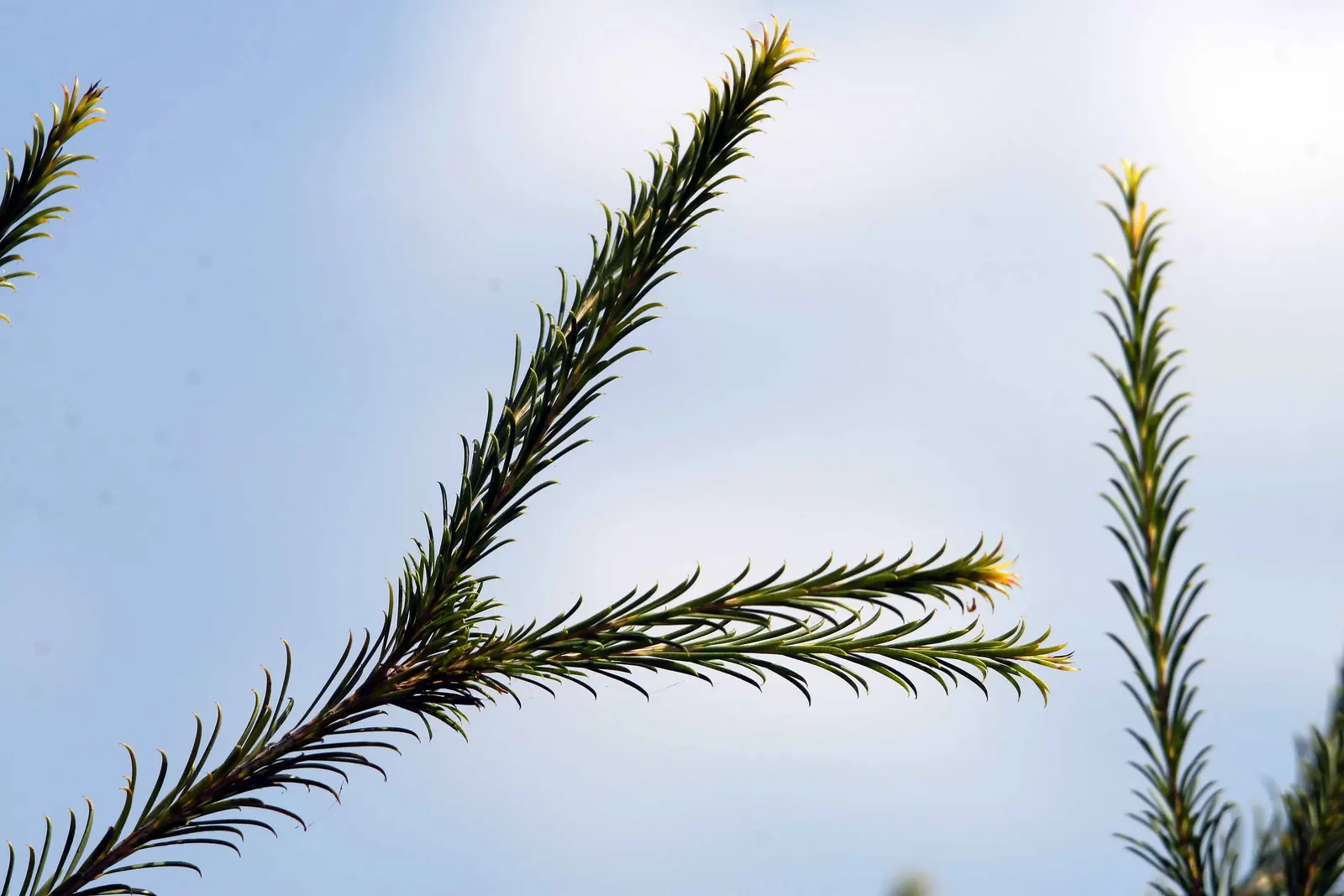 Bracelet Honey-Myrtle (Melaleuca Armillaris) — is an enchanting evergreen shrub native to Australia