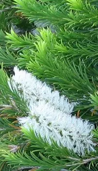 Bracelet Honey-Myrtle (Melaleuca Armillaris) — and stunning clustered white flowers that blossom in summer; is an enchanting evergreen shrub native to Australia