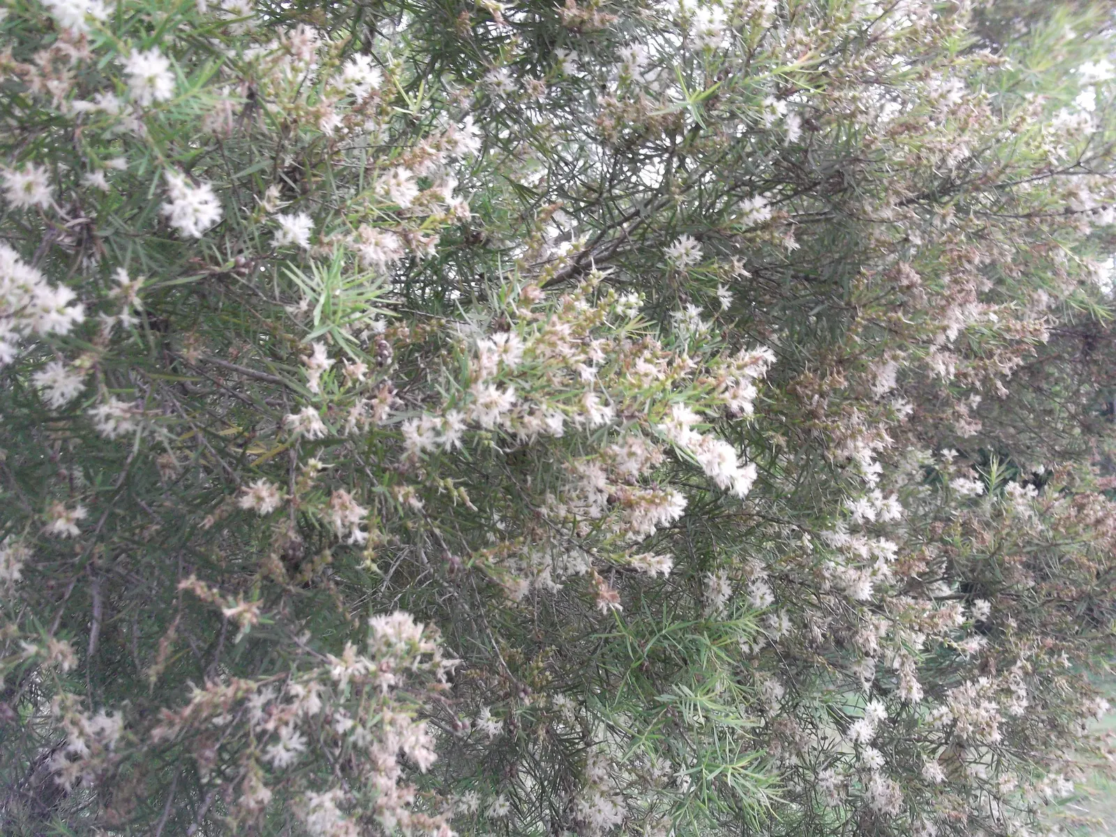 Bracelet Honey-Myrtle (Melaleuca Armillaris) — It typically reaches a height of 10 to 20 feet with a spread of 8 to 12 feet