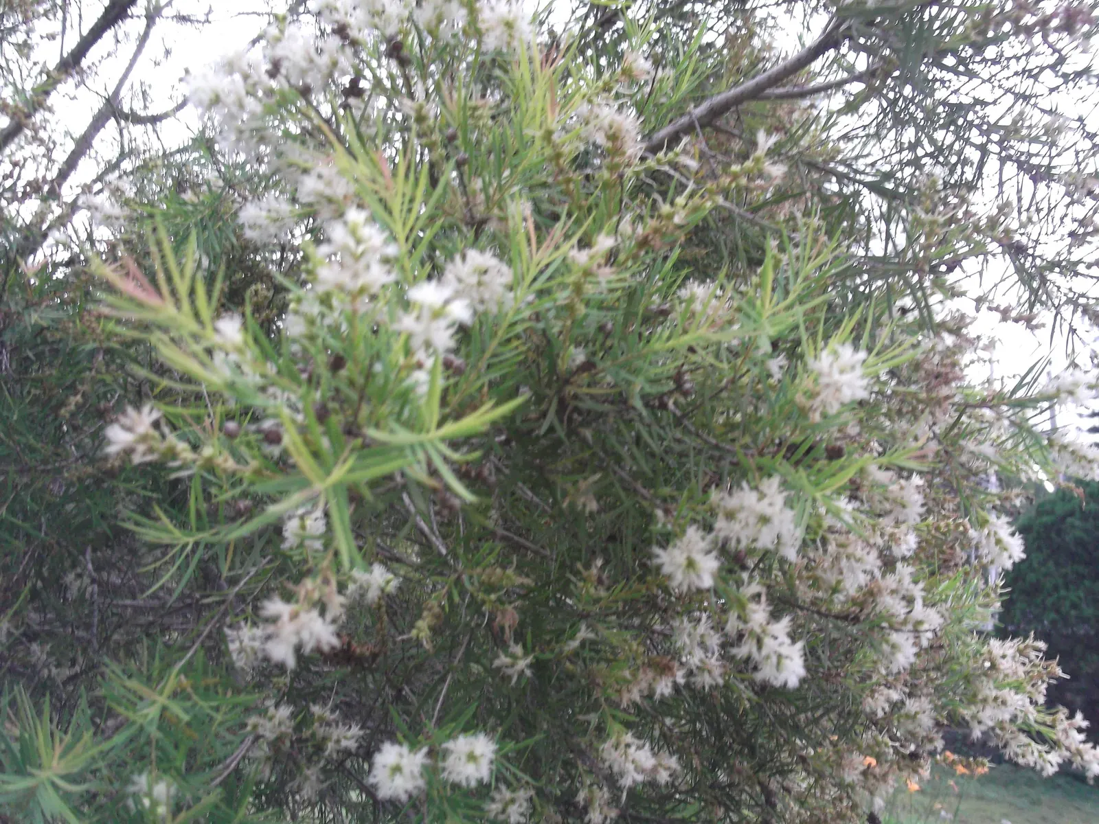 Bracelet Honey-Myrtle (Melaleuca Armillaris) — and stunning clustered white flowers that blossom in summer