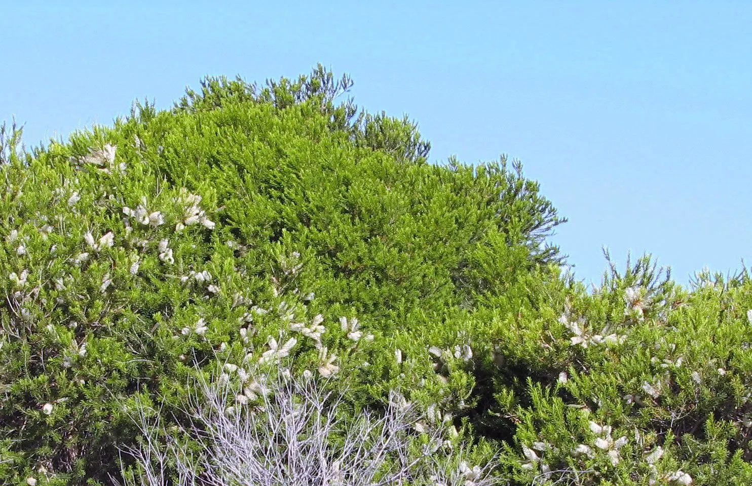 Bracelet Honey-Myrtle (Melaleuca Armillaris) — flourishing to an impressive 10-20 feet in height