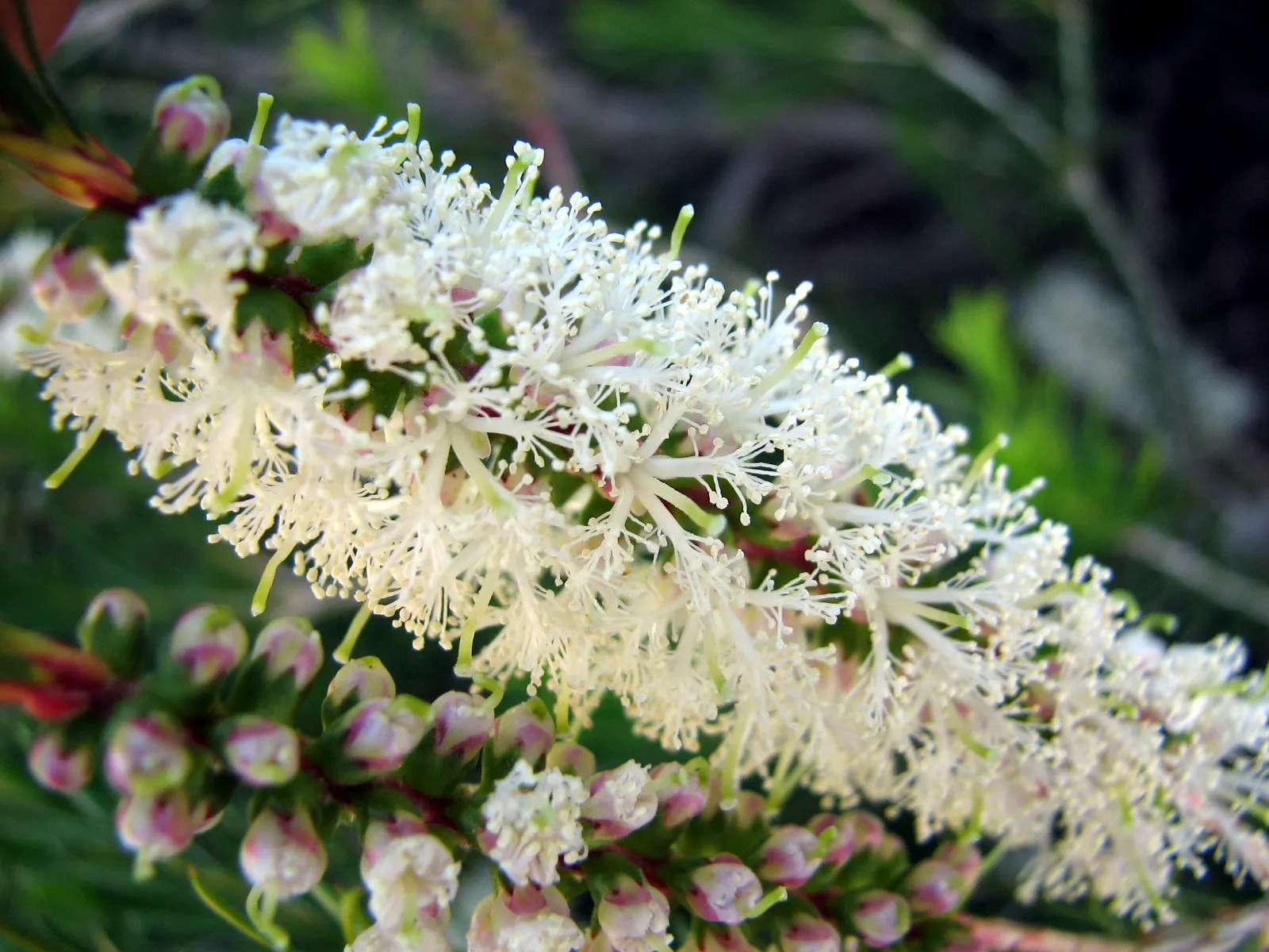 Bracelet Honey-Myrtle (Melaleuca Armillaris) — shrub with white blooms