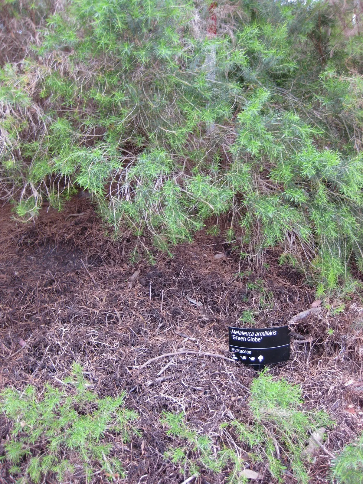 Bracelet Honey-Myrtle (Melaleuca Armillaris) — attracting pollinators such as bees and butterflies
