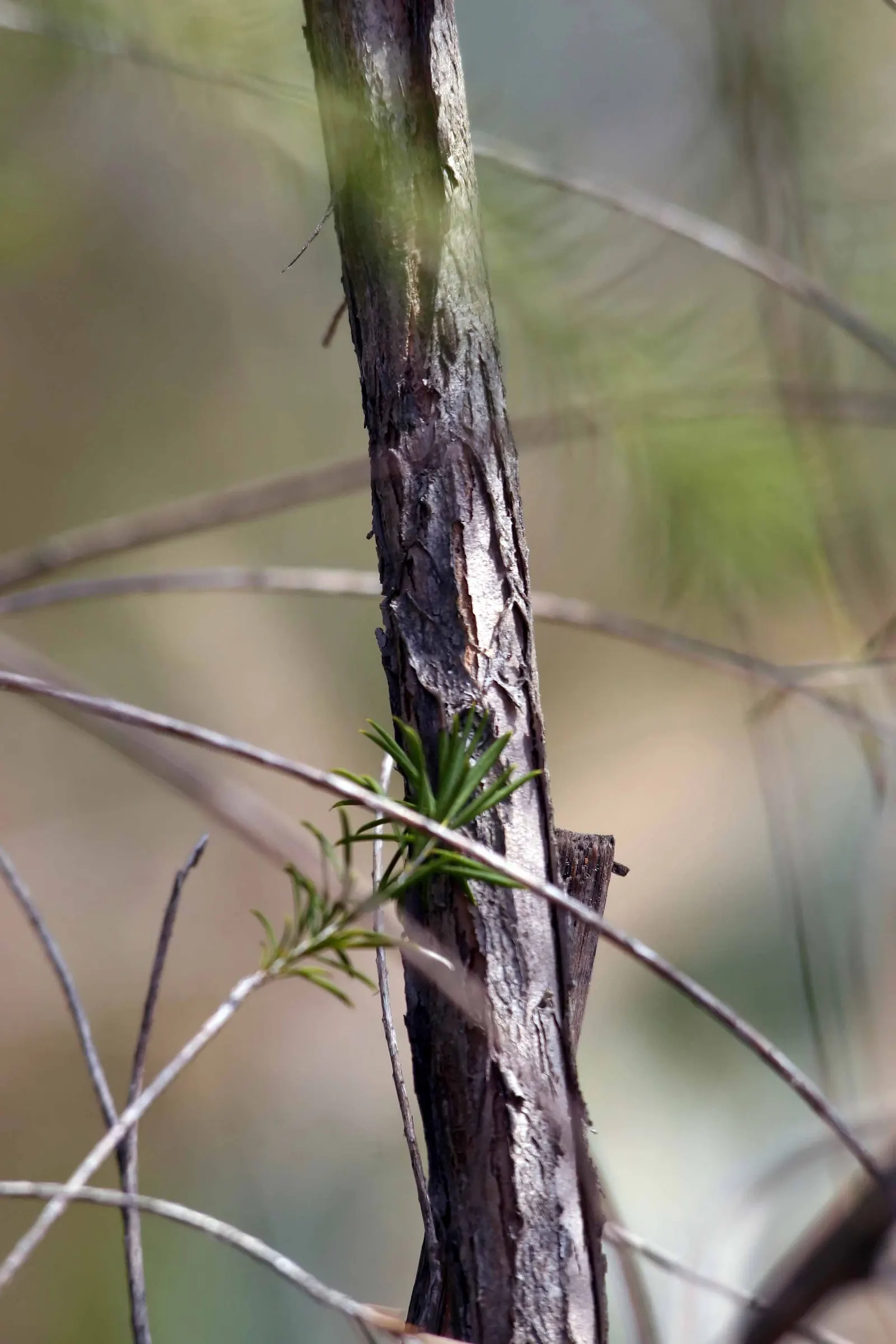 Bracelet Honey-Myrtle (Melaleuca Armillaris) — with leaves reaching up to 1 inch long