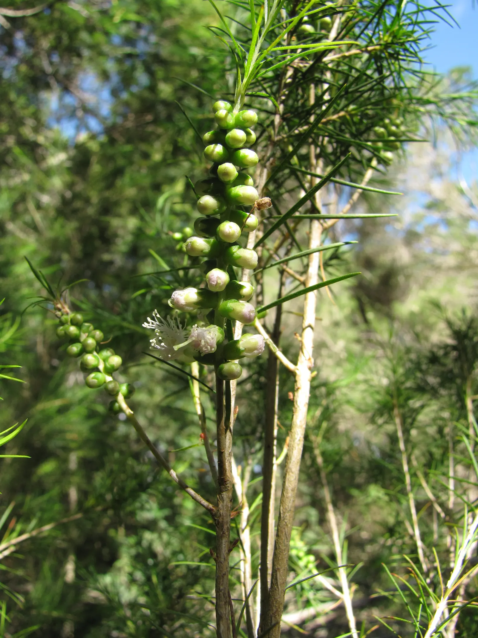 Bracelet Honey-Myrtle (Melaleuca Armillaris) — with leaves reaching up to 1 inch long; flourishing to an impressive 10-20 feet in height