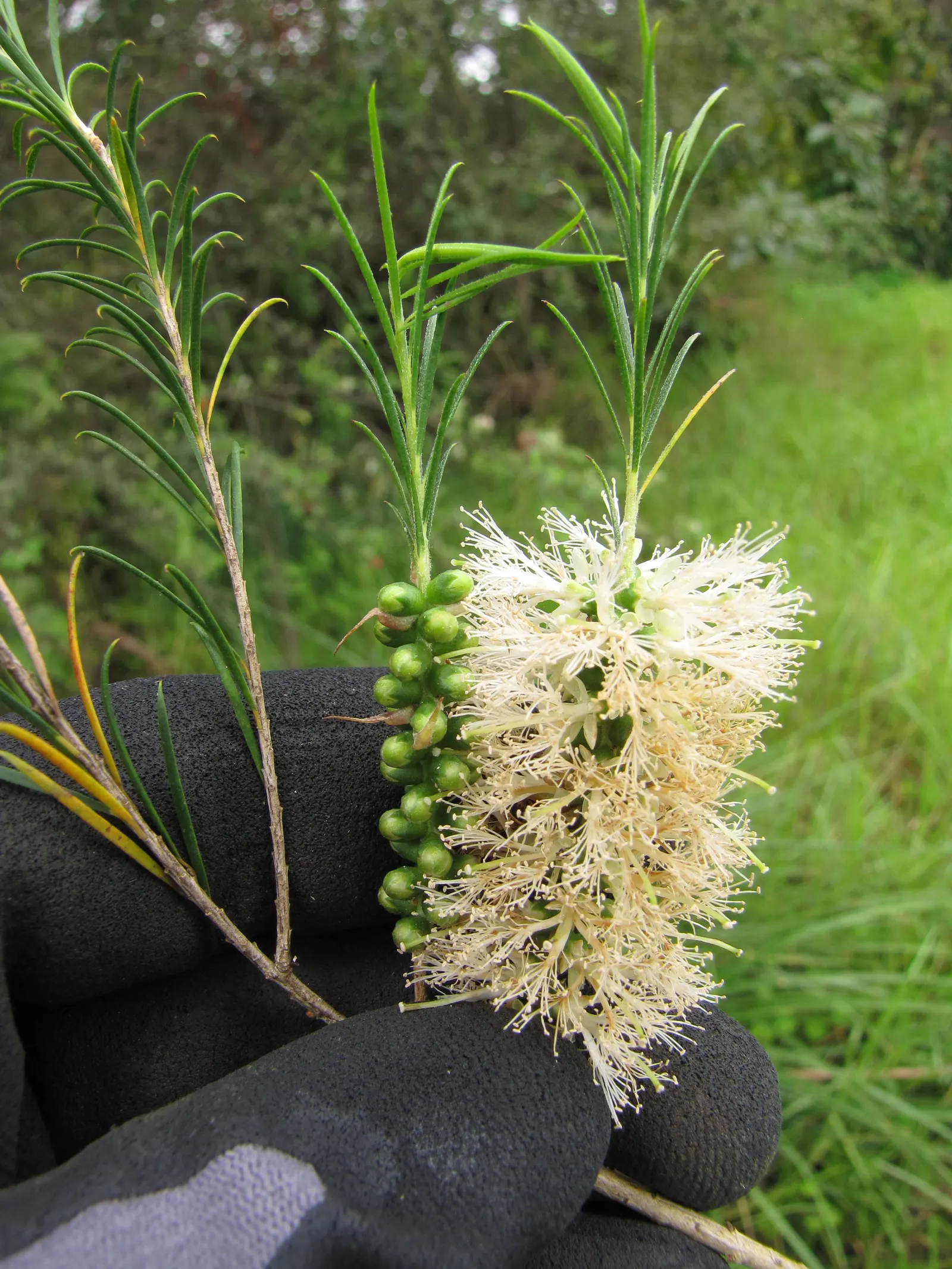 Bracelet Honey-Myrtle (Melaleuca Armillaris) — Adapted for full sun and well-drained soils; it is tolerant of a variety of soil types, though it prefers