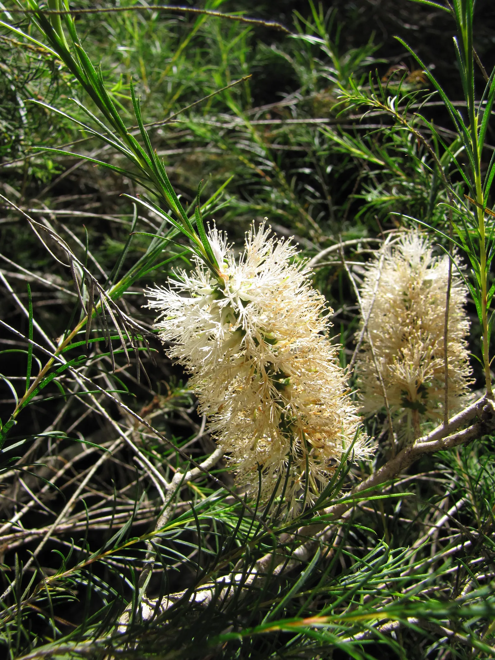 Bracelet Honey-Myrtle (Melaleuca Armillaris) — Its distinctive features include dense foliage; it requires minimal water