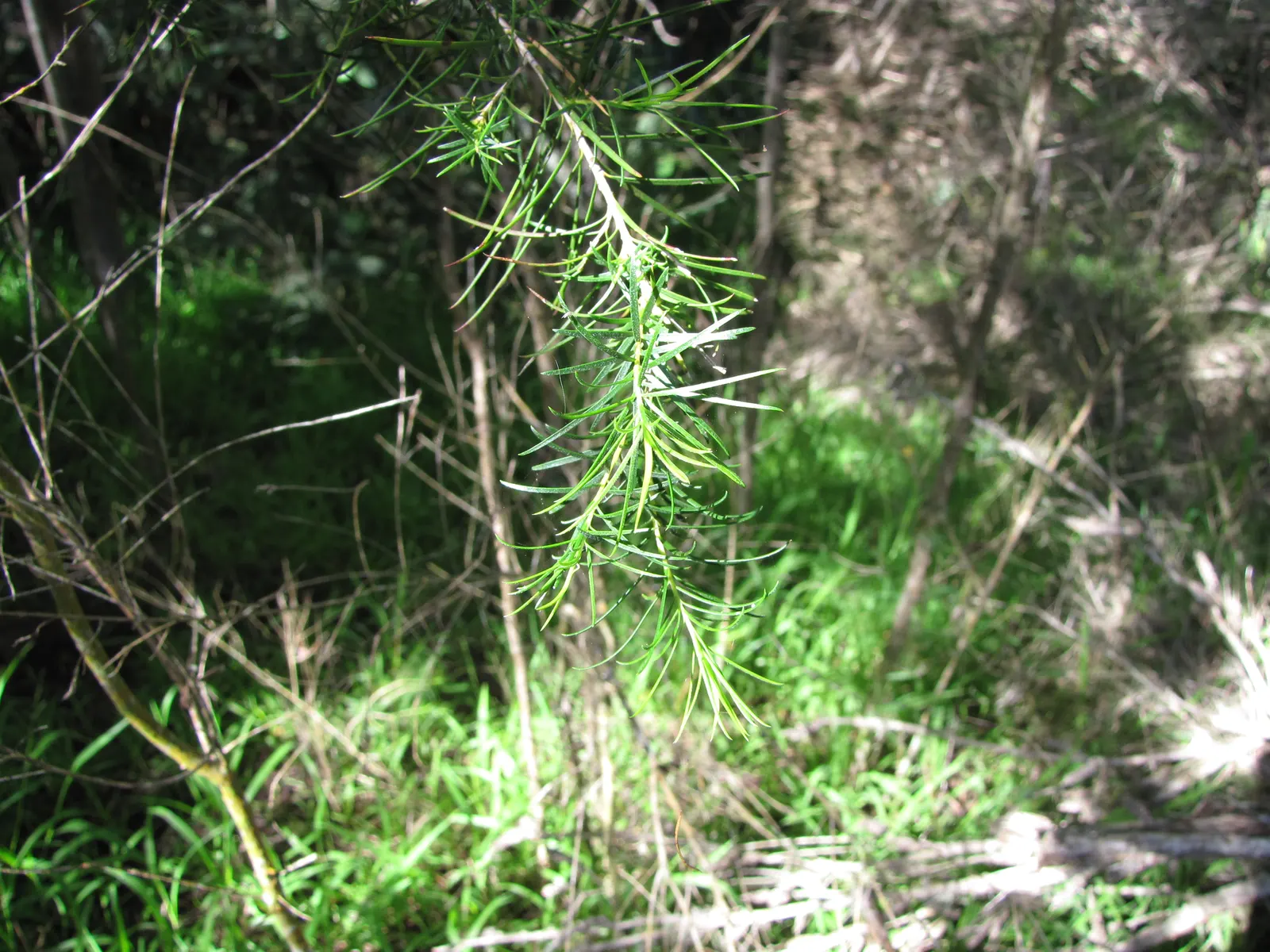 Bracelet Honey-Myrtle (Melaleuca Armillaris) — The Bracelet Honey-myrtle (Melaleuca armillaris) is a resilient Australian native shrub