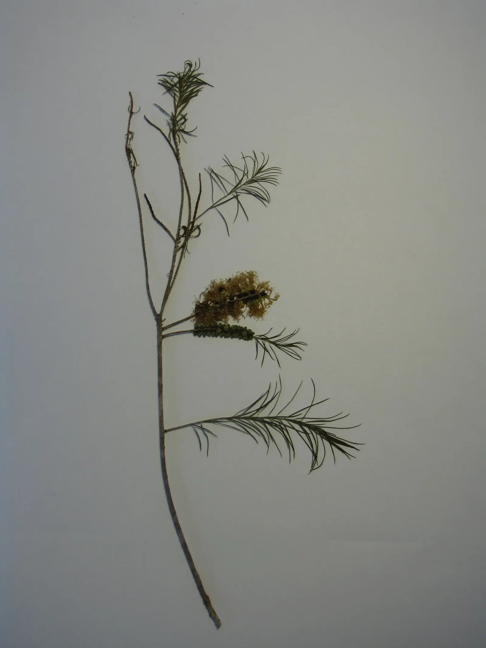 Bracelet Honey-Myrtle (Melaleuca Armillaris) — The flowering season spans from late spring to early summer