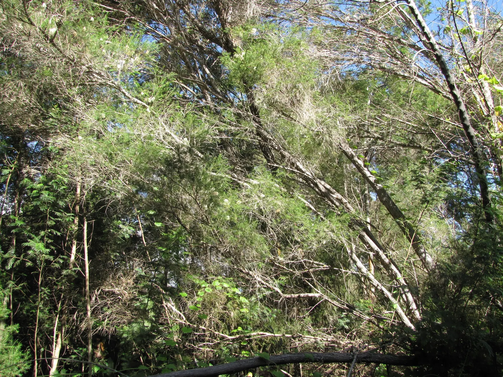 Bracelet Honey-Myrtle (Melaleuca Armillaris) — Adapted for full sun and well-drained soils
