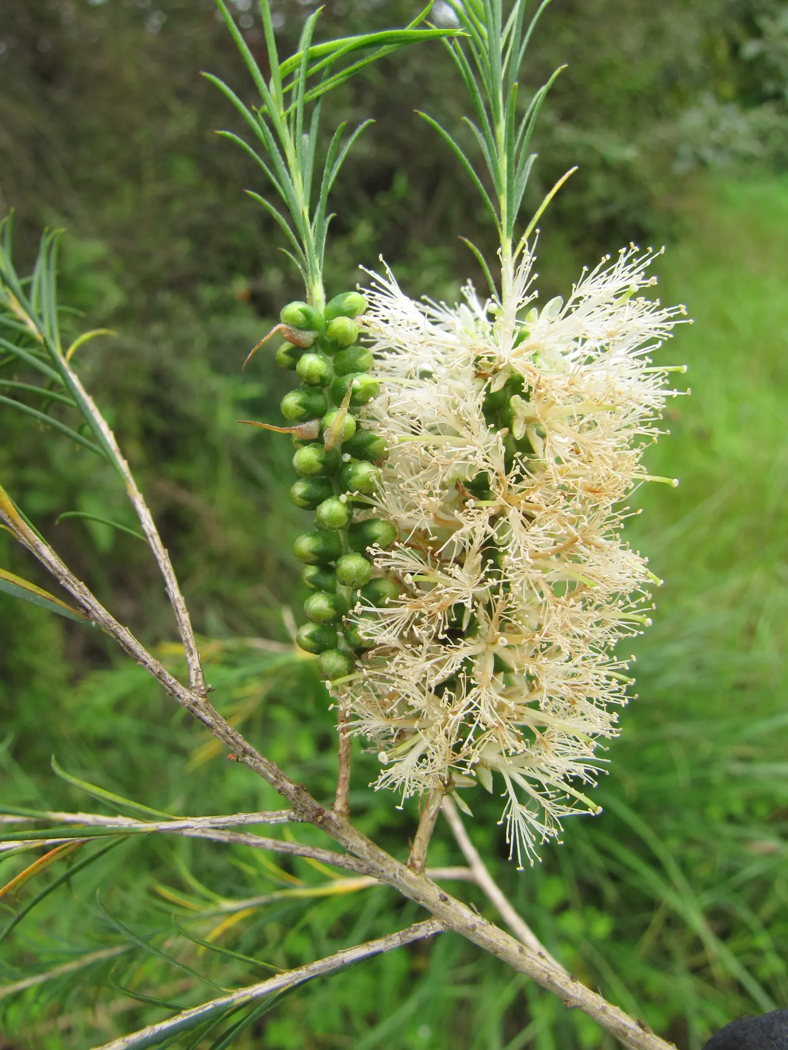 Bracelet Honey-Myrtle (Melaleuca Armillaris) — as well as a solitary specimen in medium to larger garden layouts.<br><br>Adorning the shrub