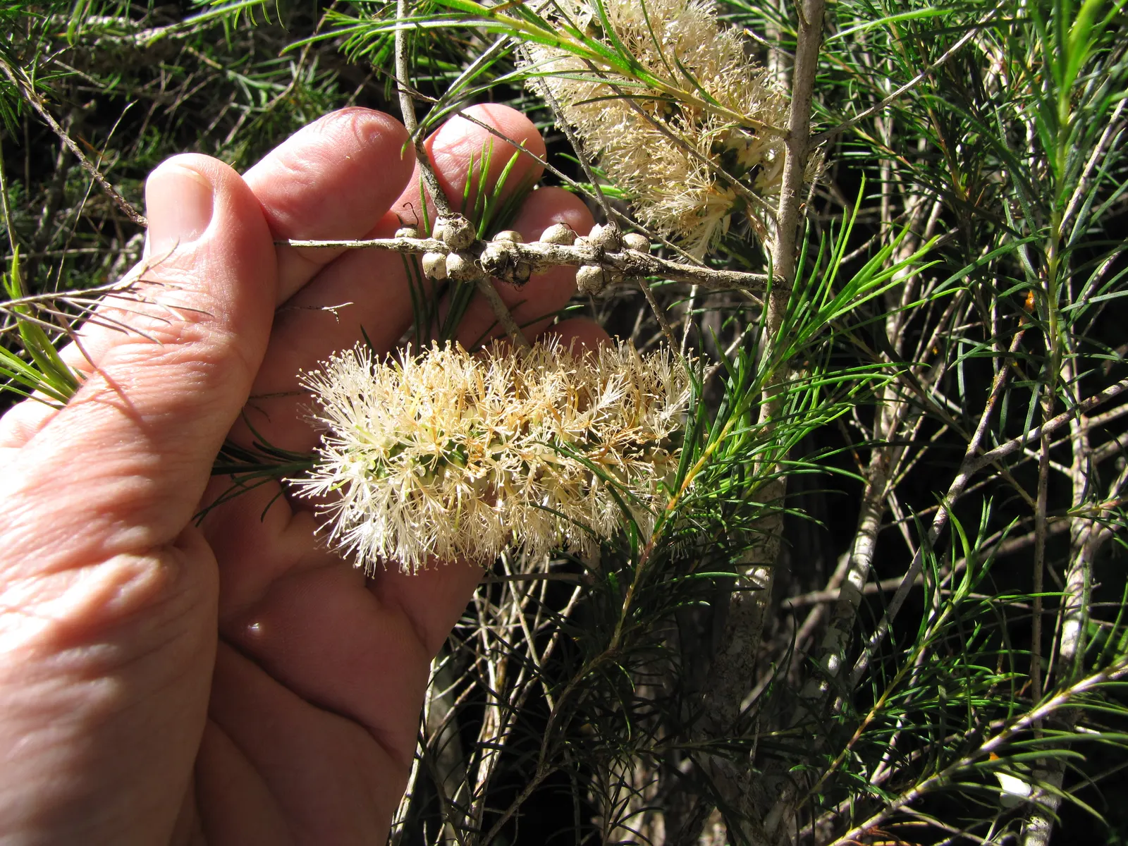 Bracelet Honey-Myrtle (Melaleuca Armillaris) — flourishing to an impressive 10-20 feet in height; making it a wonderful choice for use as a screen or windbreak