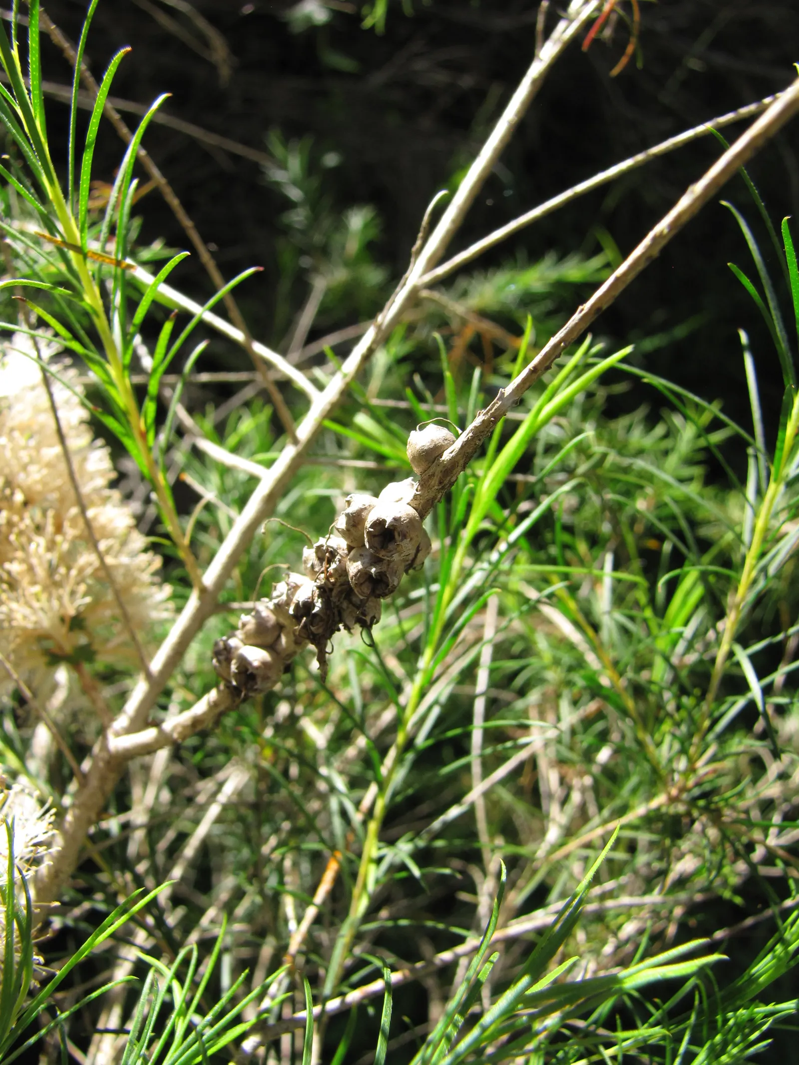 Bracelet Honey-Myrtle (Melaleuca Armillaris) — It typically reaches a height of 10 to 20 feet with a spread of 8 to 12 feet; white flowers in the garden