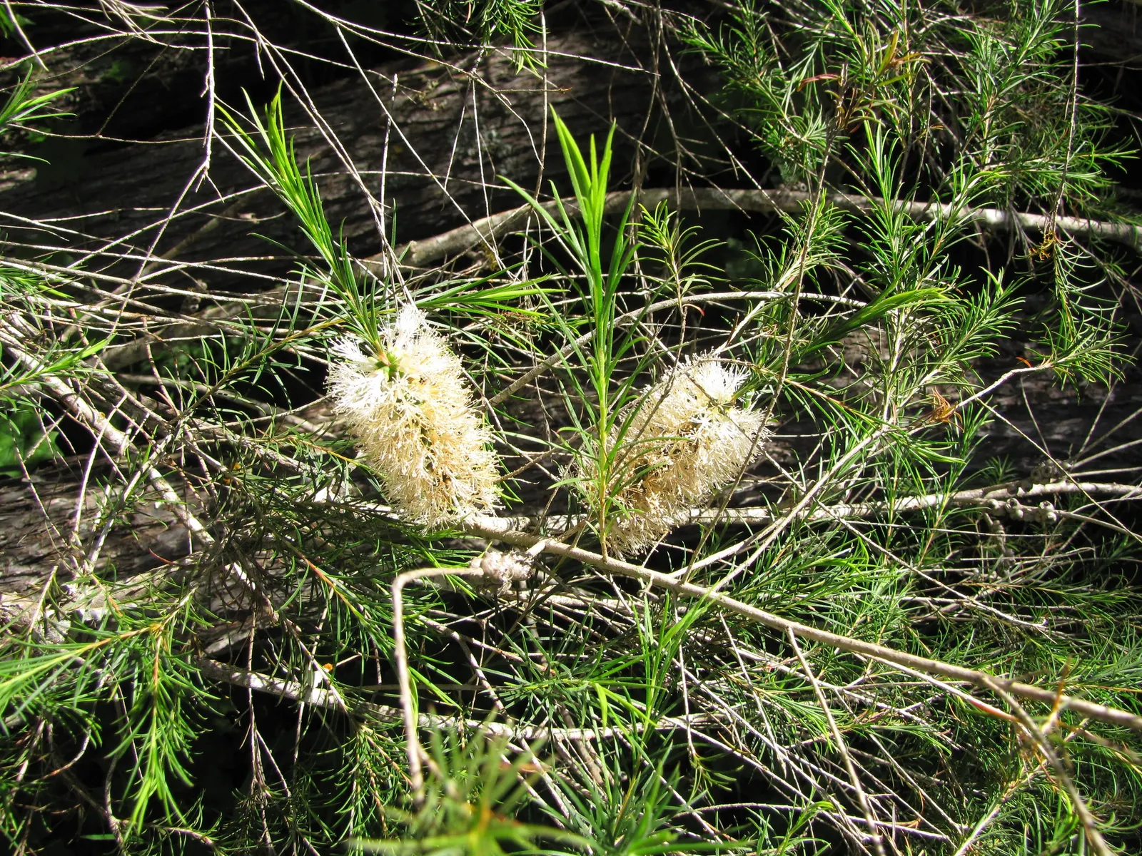 Bracelet Honey-Myrtle (Melaleuca Armillaris) — Remarkably tolerant of salt and wind, it's especially suitable for coastal areas