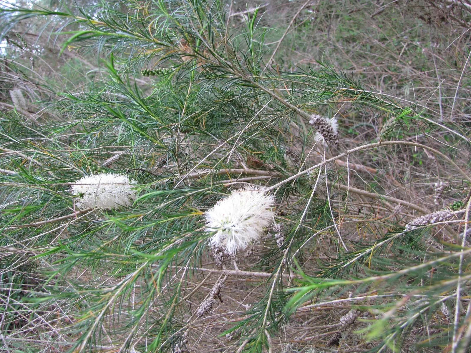 Bracelet Honey-Myrtle (Melaleuca Armillaris) — this evergreen is wind-tolerant and offers excellent privacy screening; shrub for full or half