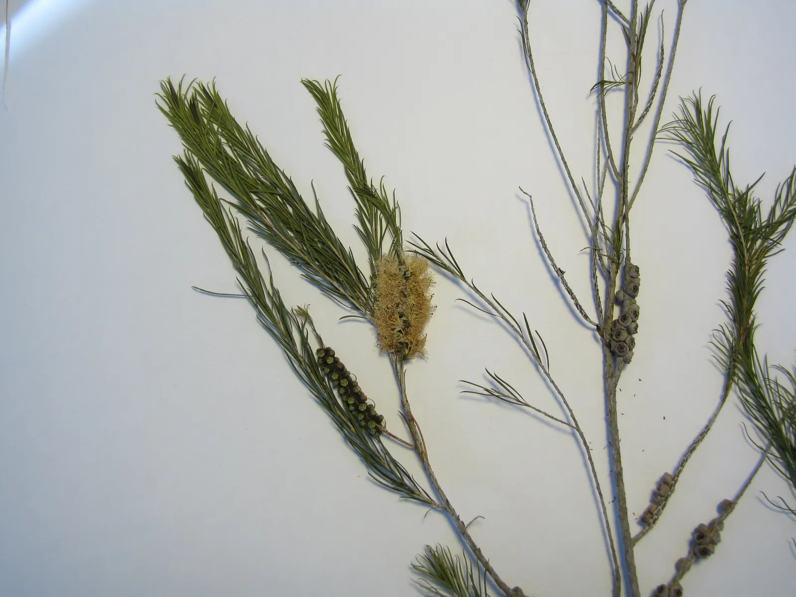 Bracelet Honey-Myrtle (Melaleuca Armillaris) — as well as a solitary specimen in medium to larger garden layouts.<br><br>Adorning the shrub, image 35