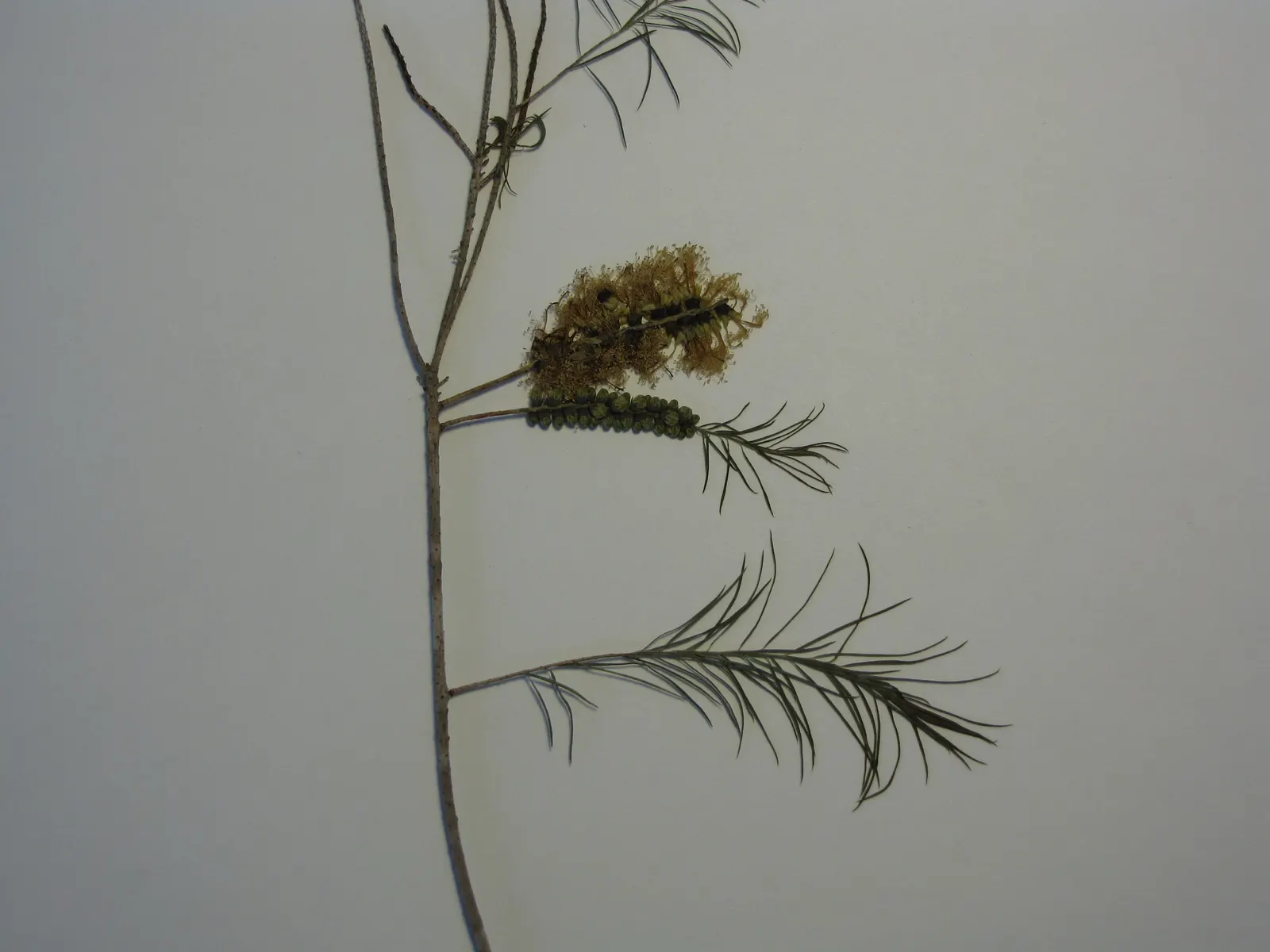 Bracelet Honey-Myrtle (Melaleuca Armillaris) — it requires minimal water